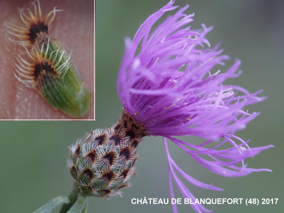 Knapweed, Cut-leaved flower